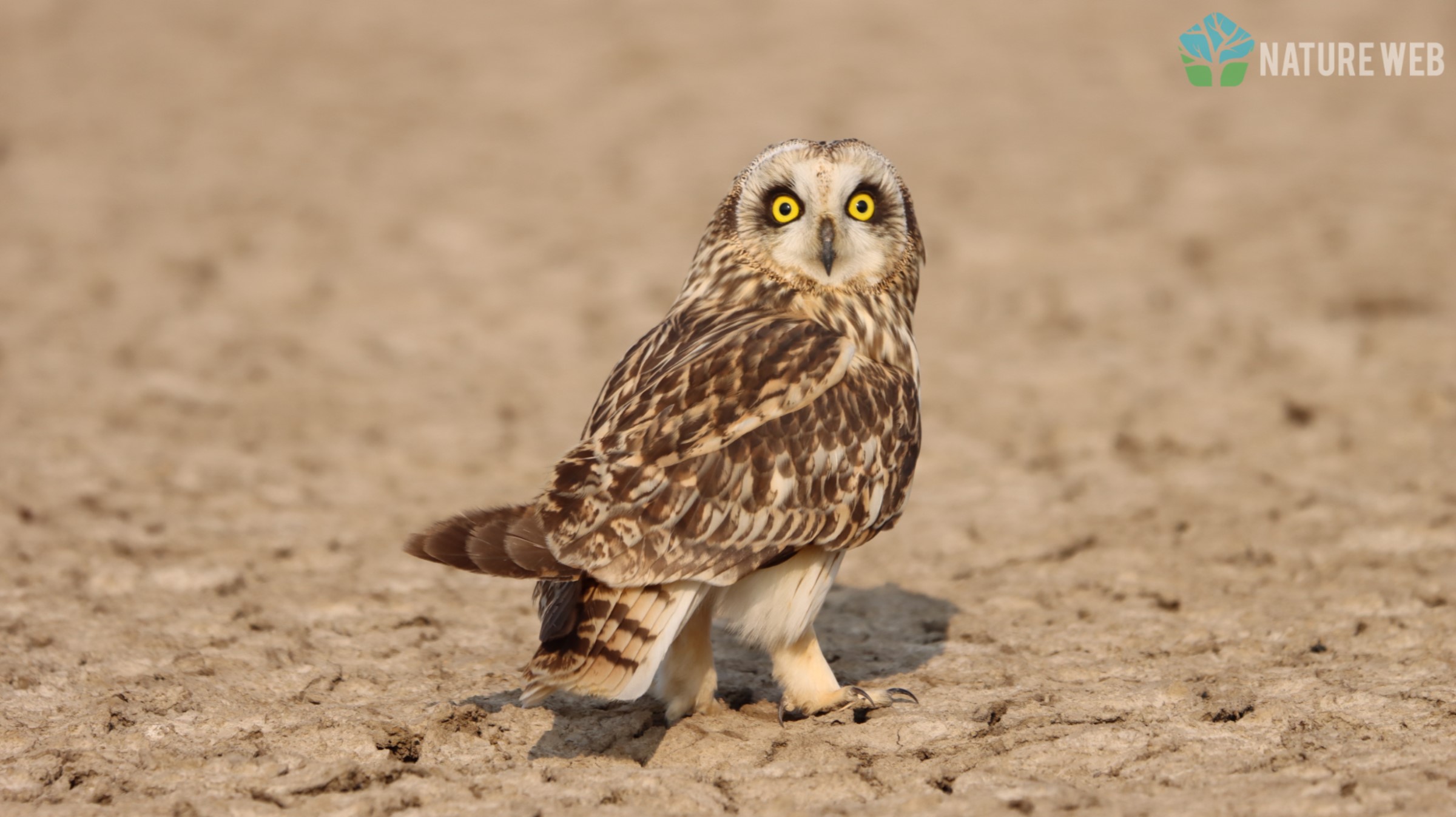 Short-eared Owl